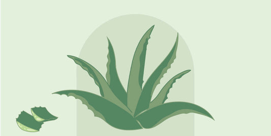 Benefits Of Aloe Vera For Your Skin | RAWW Cosmetics | 01