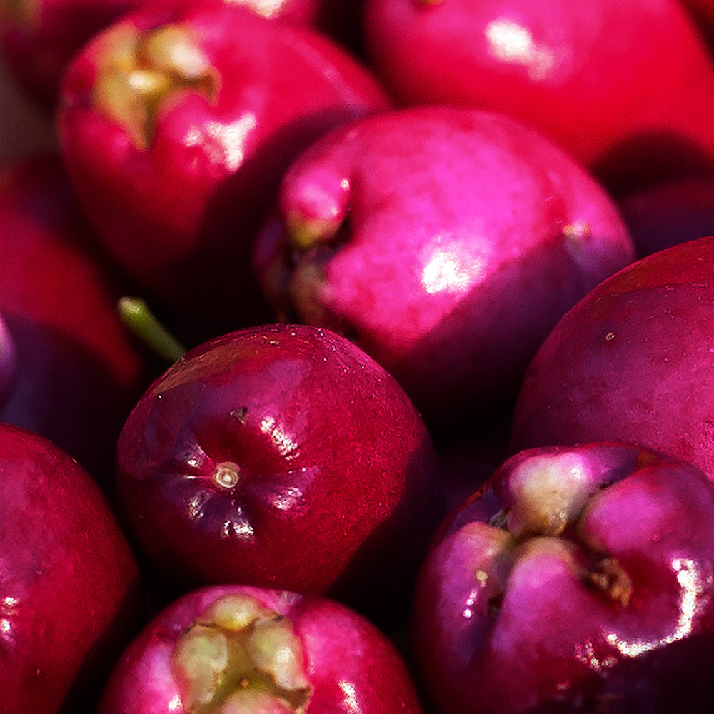 Wildberry Harvest Infused Skincare & Makeup