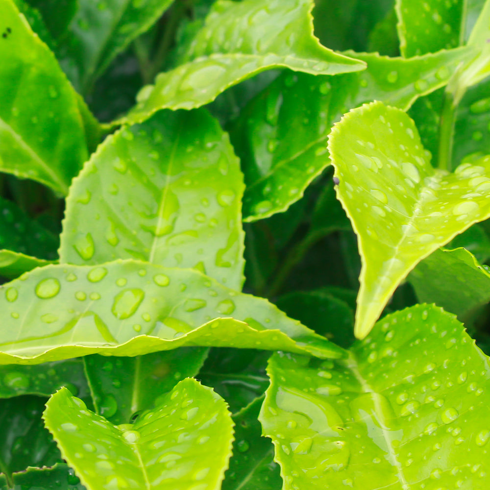 Green Tea Infused Skincare & Makeup