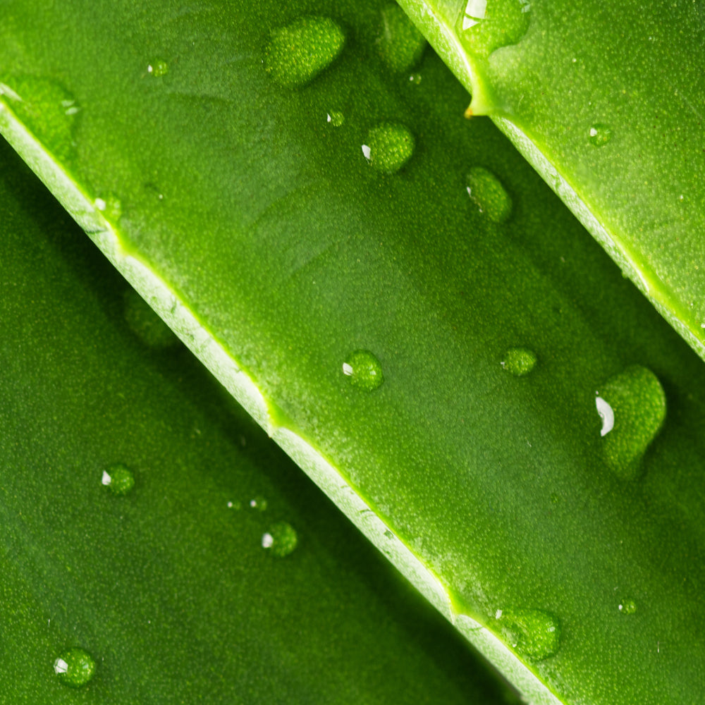 Aloe Vera Infused Skincare & Makeup